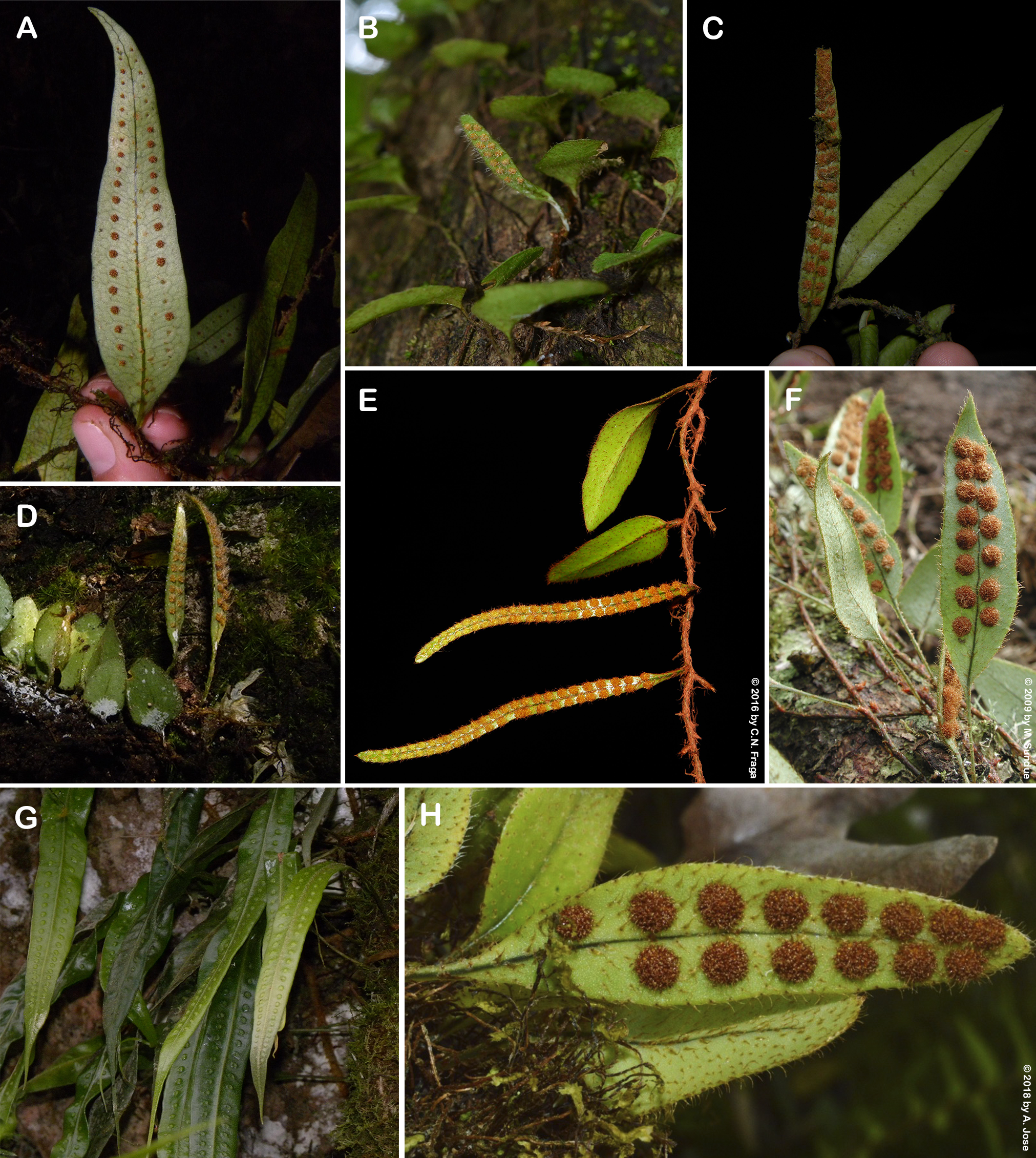 Image from article 1